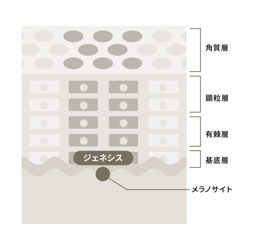 ジェネシスのターゲット範囲